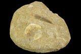 Fossil Plesiosaur (Zarafasaura) Tooth - Morocco #119670-2